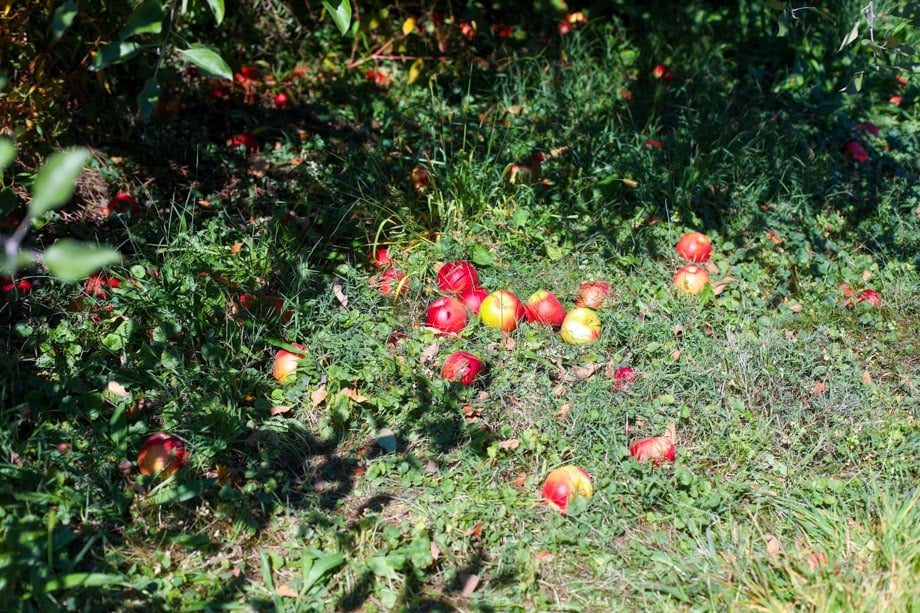 adventures in apple picking I howsweeteats.com