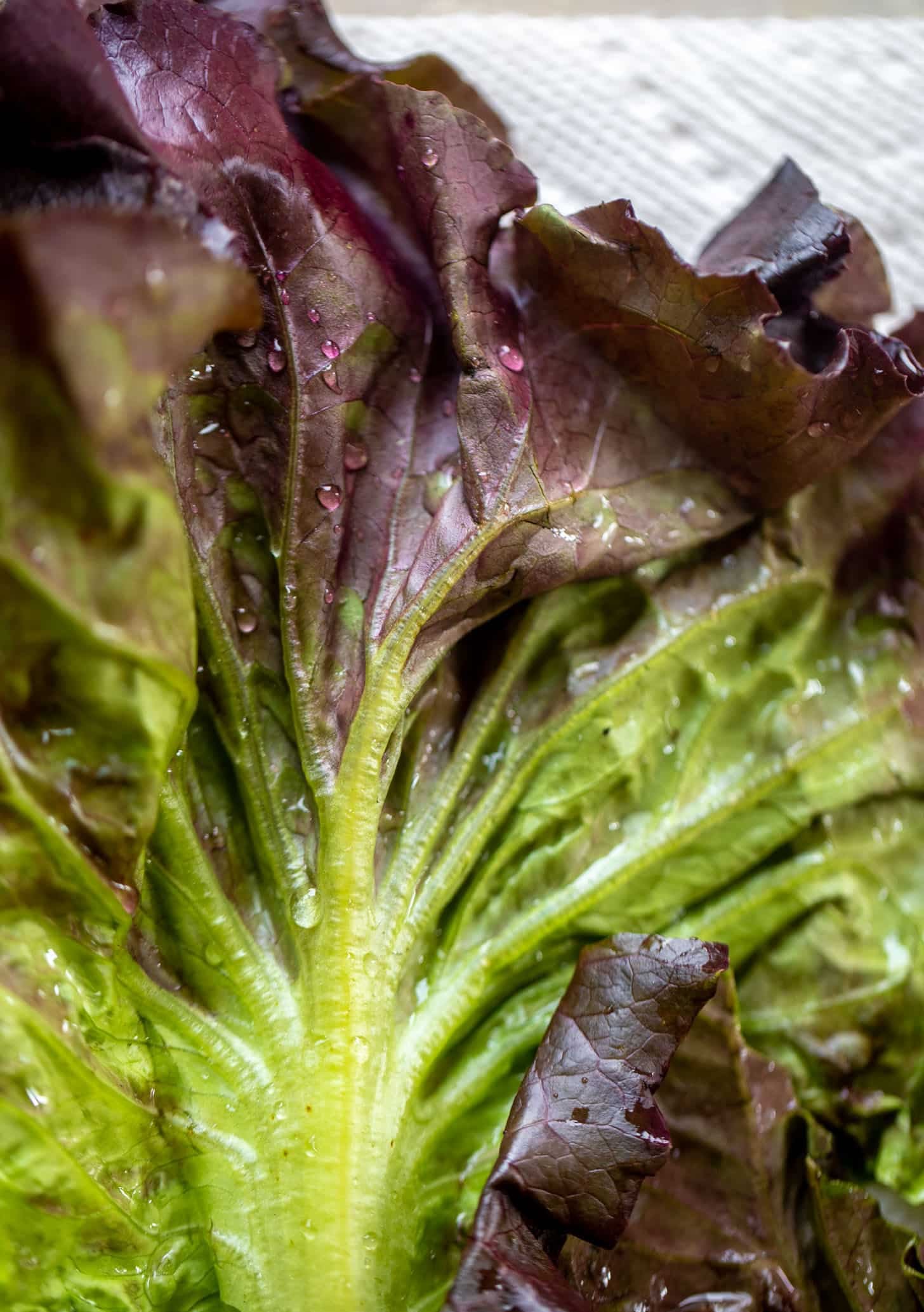 fresh lettuce